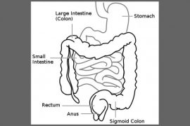 2018/11/Large+Intestine.jpg