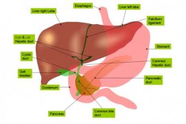 2018/11/Liver.jpg