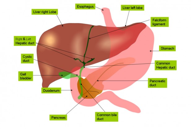 What is Liver?