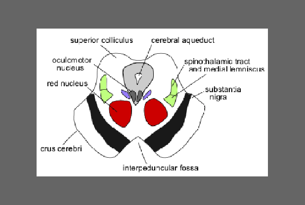 What is Midbrain?