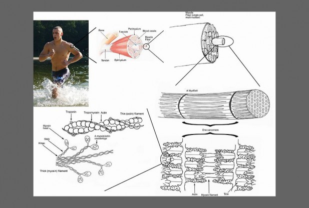 What is Muscle?
