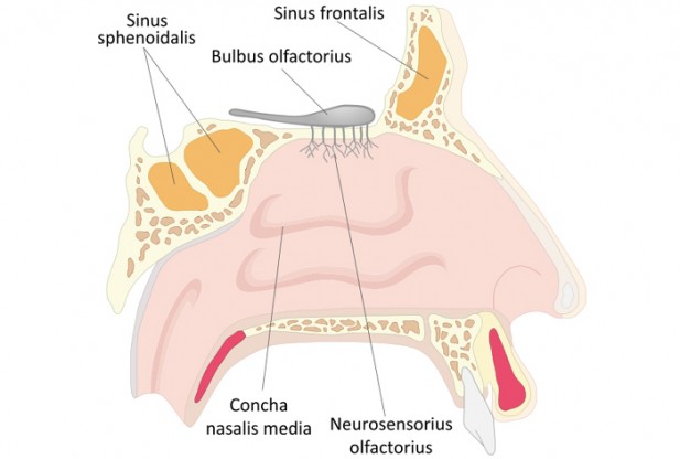 What is Nose?