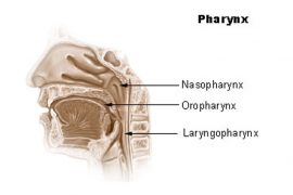2018/11/Pharynx.jpg