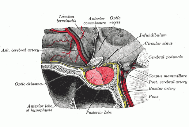 What is Pituitary gland?