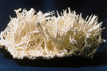 What is Aragonite?