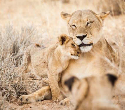 2018/11/Lionesses.jpg