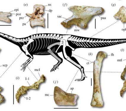 2018/11/Dinosaur.jpg