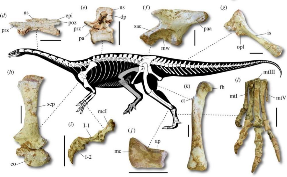 Mother's phone call leads to dino Macrocollum itaquii
