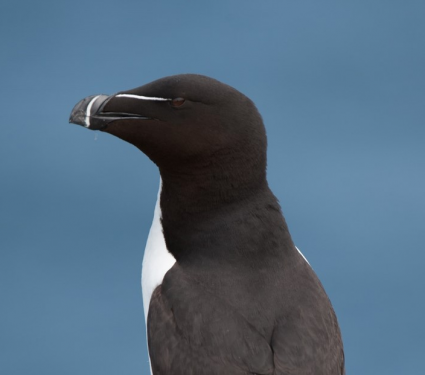 2018/11/seabird.png