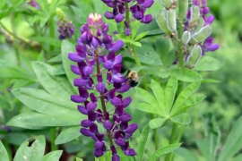 Farmers can help save bees and other wild pollinators