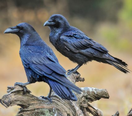 2018/12/Ravens.jpg