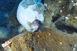 How do fish survive freezing cold water?