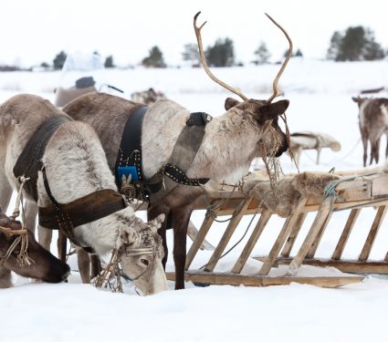 2018/12/Reindeer.jpg