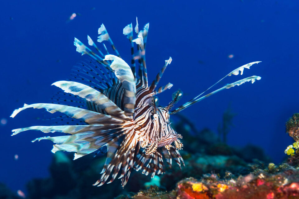 Invasive Species Introduction (Plants & Animals)