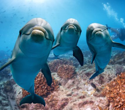 2018/12/Even-dolphins-enjoy-watching-television.jpg
