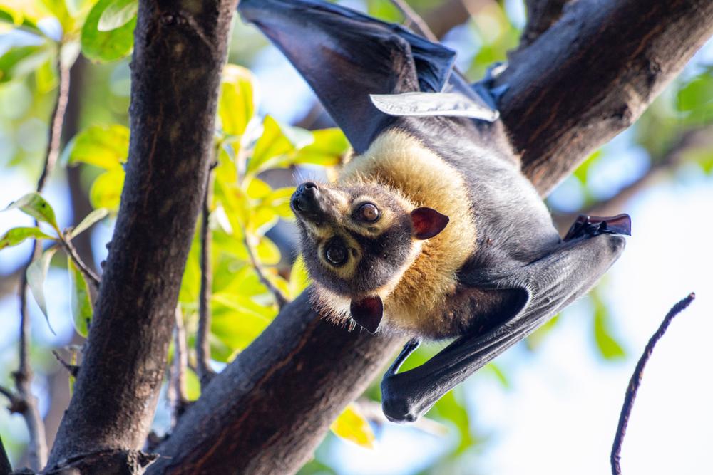 Extreme weather events put wildlife, plants in danger