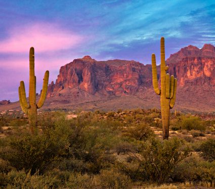 2018/12/The-decline-of-the-saguaro.jpg