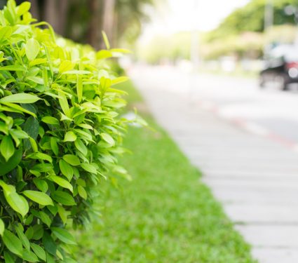 2019/01/Roadside-Hedges.jpg