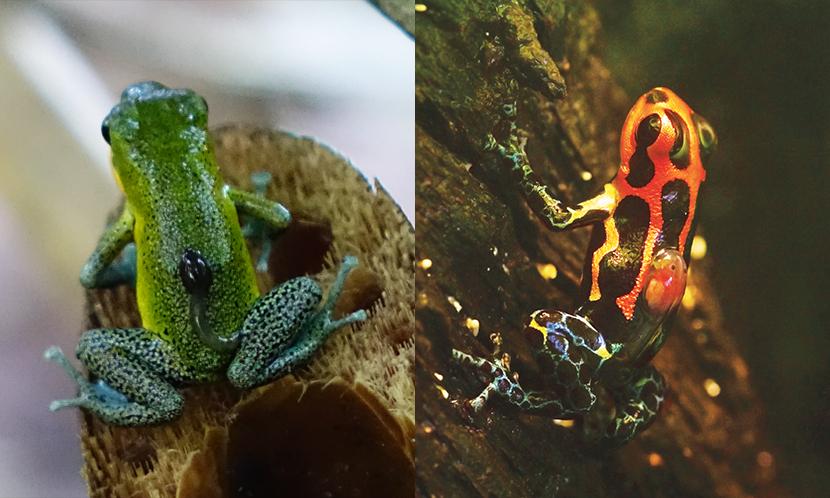 How animals evolved to become monogamous