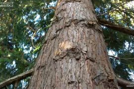 Understanding radial growth in plants