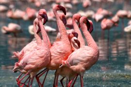 Flamingos live in some of the world's harshest places