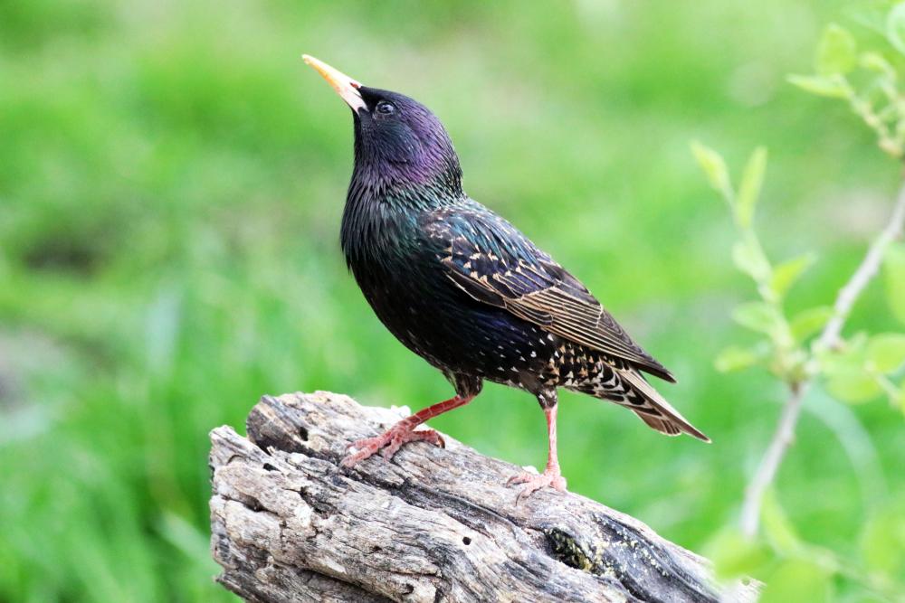 Some UK garden birds see populations plummet