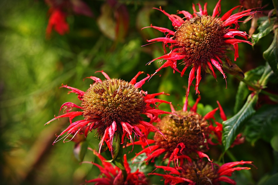 8 Edible Flowers That Taste Great In Salads