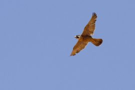 2019/02/peregrine-falcon-1921799_1280.jpg