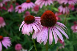 2019/02/coneflower-3974541_1280.jpg