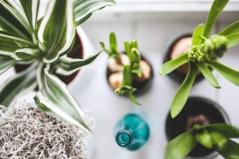2019/02/houseplants-792091_1280.jpg