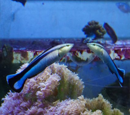 2019/02/Can-fish-recognize-their-own-reflection.jpg