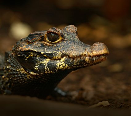 2019/02/Why-some-crocodiles-hide-out-in-caves.jpg