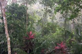 Sounds provide important environmental cues