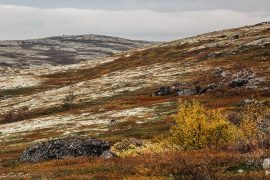 2019/02/Tundra_on_the_Kola_Peninsula_Russia.jpg