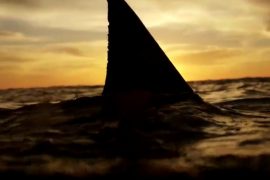 Sevengill sharks emerge as great whites vanish