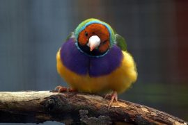 2019/02/gouldian-finch-1929283_1280.jpg