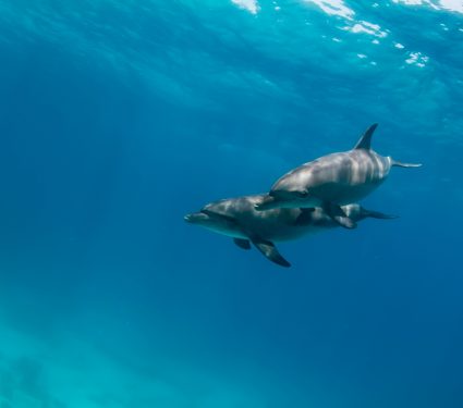 2019/02/Dolphin-Bros.jpg