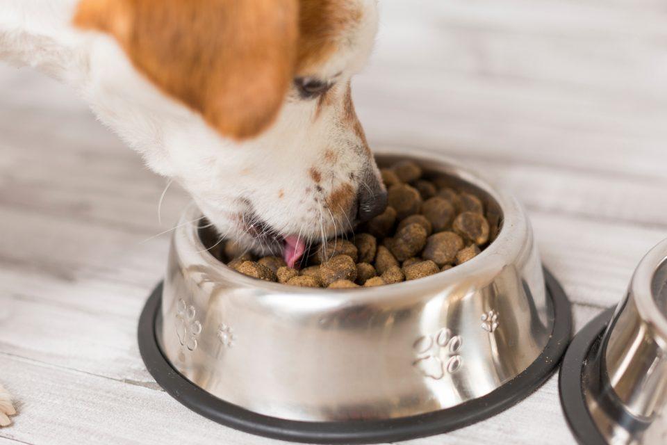 What’s in your dog's food?