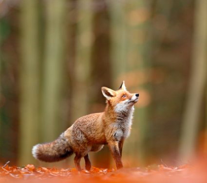 2019/03/Invasive-Species.jpg