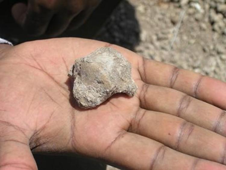 Ancient human ancestor relied on bipedal balancing act