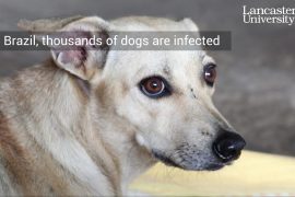 Electronic nose may save healthy dogs in Brazil