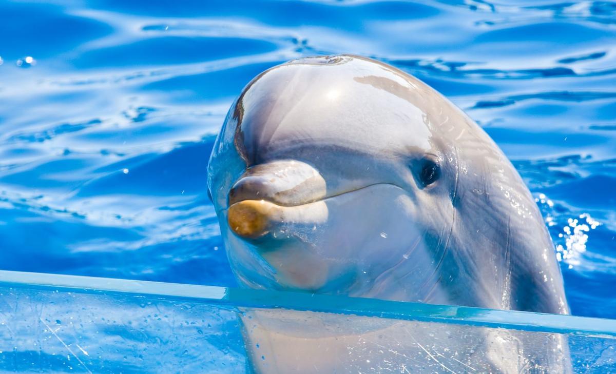 Are captive dolphins kept healthy?