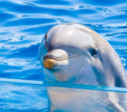 2019/03/Are-captive-dolphins-kept-healthy.jpg