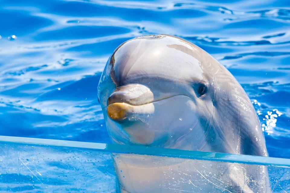 Are captive dolphins kept healthy?
