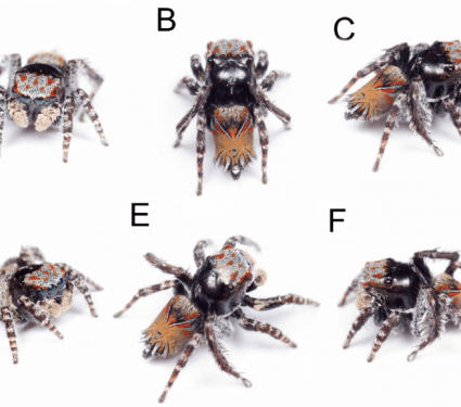 2019/03/Maratus.png