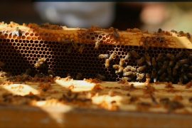 Honey samples provide new environmental clues
