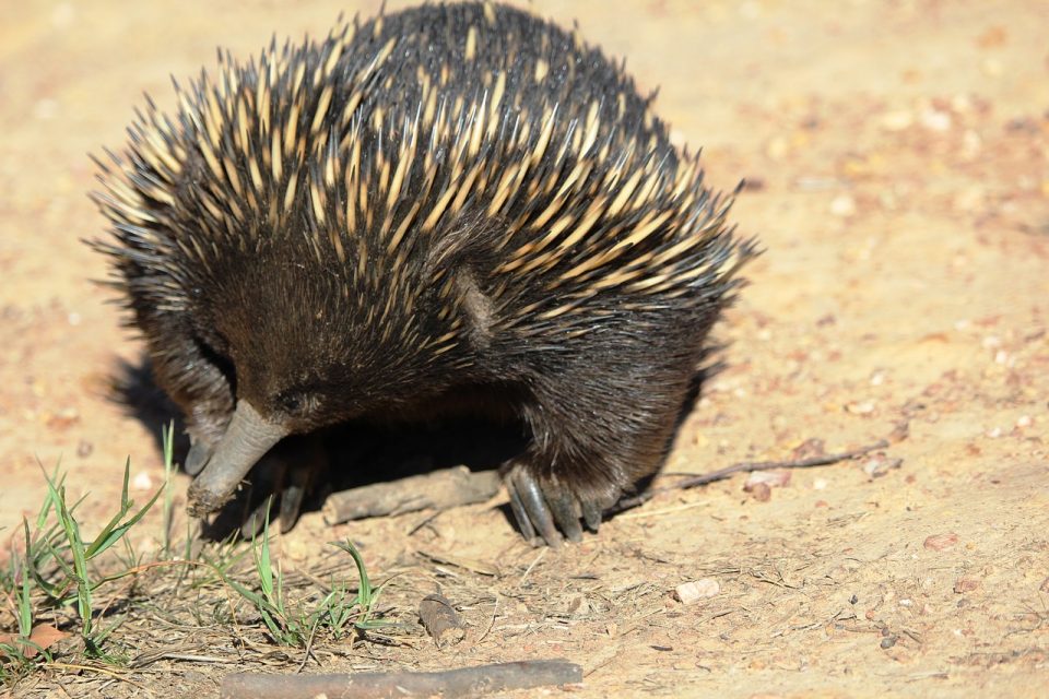 Do Egg-laying Mammals Exist?
