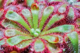2019/03/plant-142084_640.jpg
