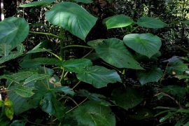 2019/03/Stinging_tree.jpg