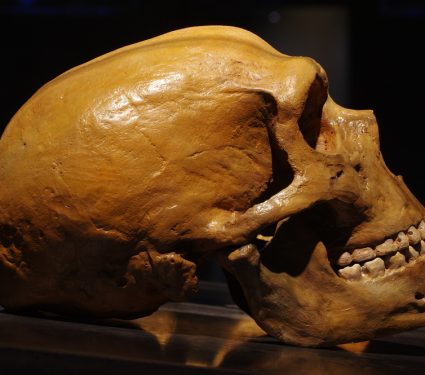 2019/03/NeanderthalSkull.jpg